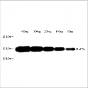 Anti-IL-17 Rabbit pAb (100 μl)
