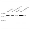Anti-ATF-4 Rabbit pAb (100 μl)