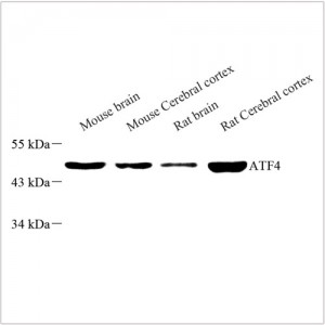 Anti-ATF-4 Rabbit pAb (100 μl)