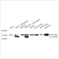 Anti-LC3A/B Rabbit pAb (100 μl)