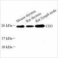 Anti-CD3 Rabbit pAb (100 μl)