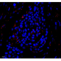 Anti-ZO1 tight junction protein Rabbit pAb (100 μl)