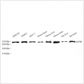 Anti-mTOR Rabbit pAb (100 μl)