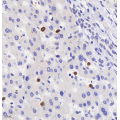 Anti-Myeloperoxidase Rabbit pAb (100 μl)