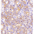Anti-Claudin 1 Rabbit pAb (100 μl)