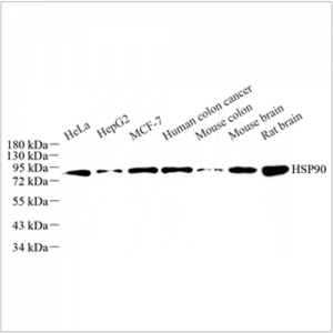 Anti-Hsp90 Rabbit pAb (100 μl)