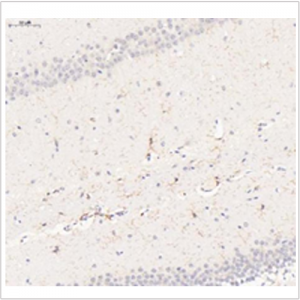 Anti-ADGRE1 Rabbit pAb (100 μl)