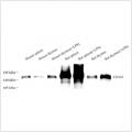 Anti-CD163 Rabbit pAb (100 μl)