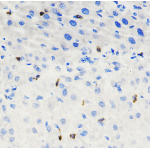 Anti-CD8 alpha Rabbit pAb (100 μl)