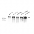 Anti-Fibronectin Rabbit pAb (100 μl)