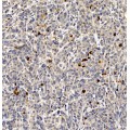 Anti-Cleaved-Caspase-3 Rabbit pAb (100 μl)