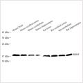 Anti-BDNF Rabbit pAb (100 μl)