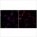 Anti-NF-kB p65 Rabbit pAb (100 μl)