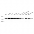 Anti-PCNA Mouse mAb (100 μl)
