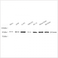 Anti-beta Catenin Mouse mAb (100 μl)