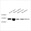 Anti-Heme Oxygenase 1 Mouse mAb (100 μl)