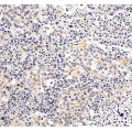 Anti-CD31 Mouse mAb (100 μl)