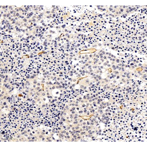 Anti-CD31 Mouse mAb (100 μl)