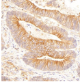 Anti-pan alpha Tubulin Mouse mAb (50 μl)