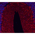 Recombinant Anti-beta III Tubulin Mouse mAb (100 μl)