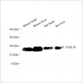 Recombinant Anti-COX IV antibody (HRP Conjugated)  (100 μl)