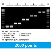 2× LiTaq™ PCR Master Mix (+Dye) (1 ml)