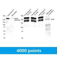 IntactProtein™ Cell-Tissue Lysis Kit (20 ml)