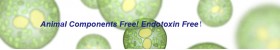 Human Fibroblast Growth Factor from Algae