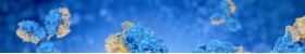 Knockout/Knockdown Validated Antibodies
