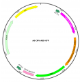 Adenovirus ABD-GFP (200 µl)