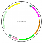 Adenovirus ABD-GFP (200 µl)