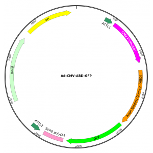 Adenovirus ABD-GFP (200 µl)