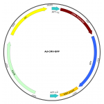 Adenovirus BFP (200 µl)