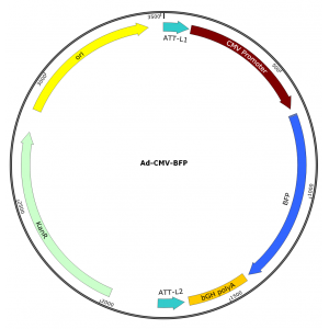 Adenovirus BFP (200 µl)