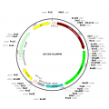 Adenovirus CAG-GCaMP6f (200 µl)
