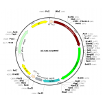 Adenovirus CAG-GCaMP6f (200 µl)