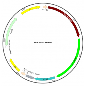 Adenovirus CAG-GCaMP6m (200 µl)