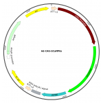 Adenovirus CAG-GCaMP6s (200 µl)