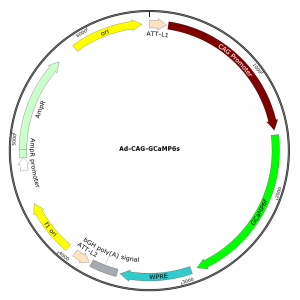 Adenovirus CAG-GCaMP6s (200 µl)