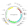 Adenovirus Cre-GFP Fusion (200 µl)