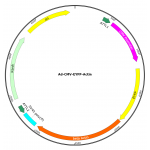 Adenovirus EYFP-Actin (200 µl)