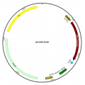 Adenovirus FLAG (200 µl)