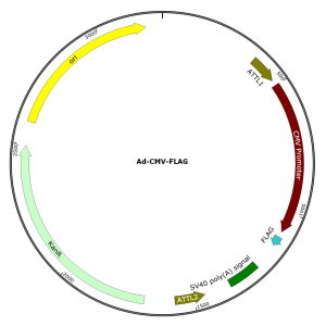 Adenovirus FLAG (200 µl)