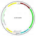 Adenovirus GCaMP6f (200 µl)