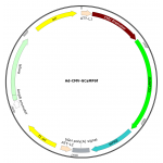 Adenovirus GCaMP6f (200 µl)