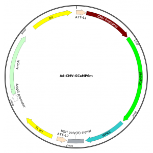 Adenovirus GCaMP6m (200 µl)