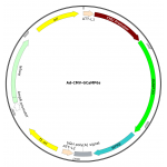 Adenovirus GCaMP6s (200 µl)