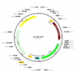 Adenovirus GFP (200 µl)