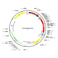 Adenovirus Mito-DsRed2 (200 µl)
