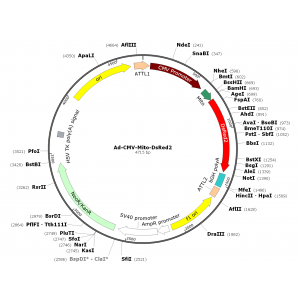 Adenovirus Mito-DsRed2 (200 µl)